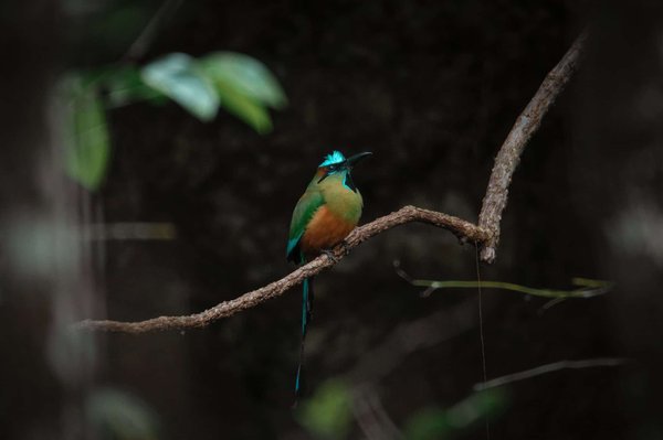 C'est quoi un mot directeur ?